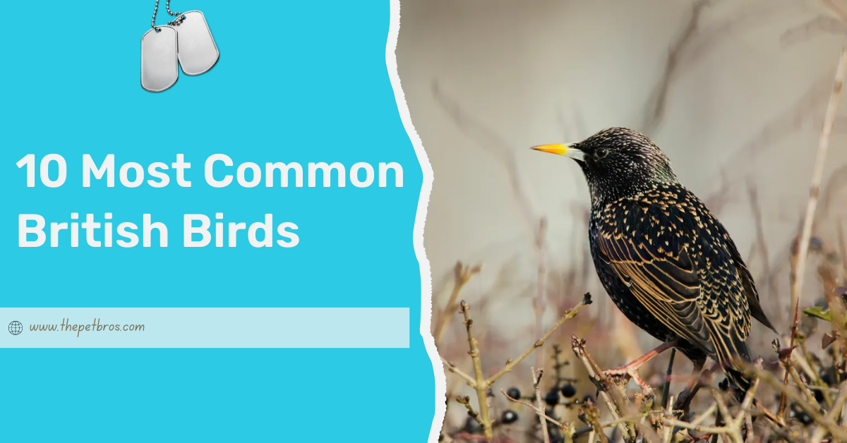 10 Most Common British Birds (With Pictures)