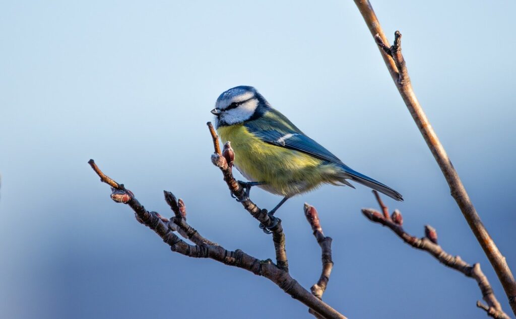 Blue Tit enjoying nature