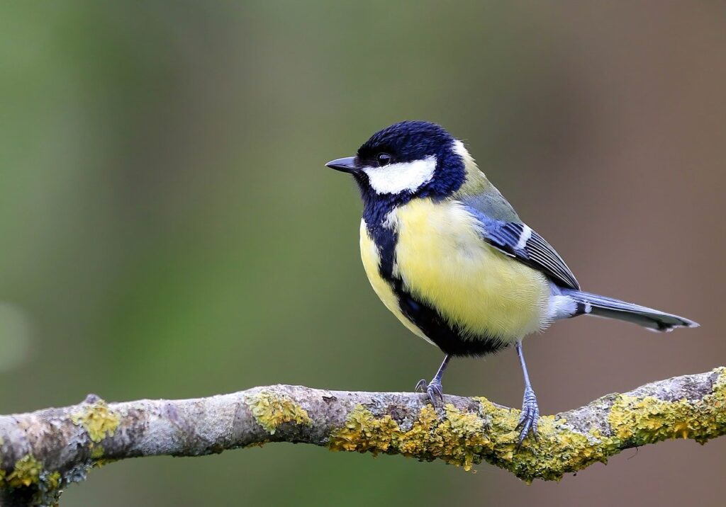 Great Tit Parus major