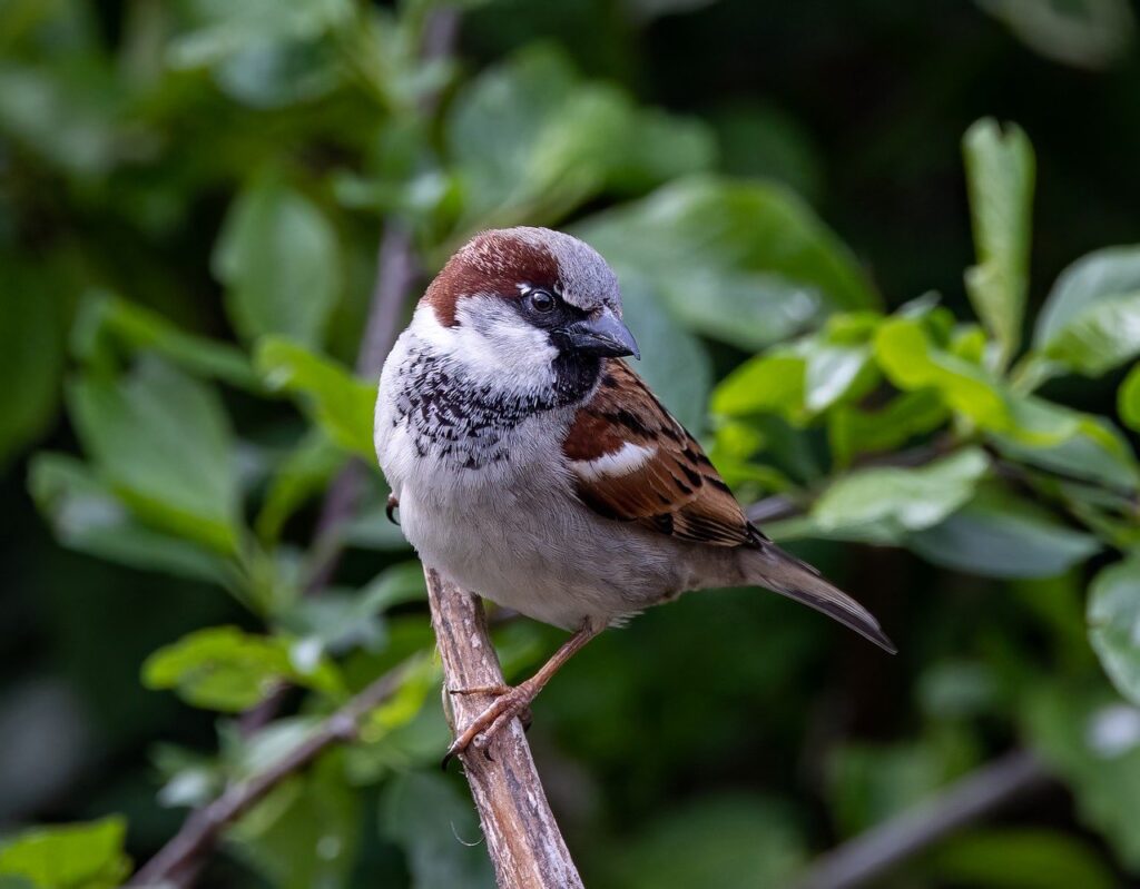 House Sparrow bird perching on a tree branch | most common british birds