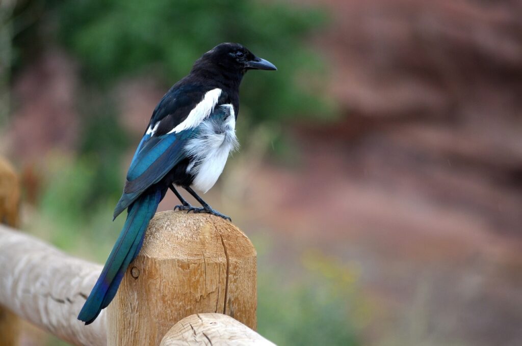 Magpie 