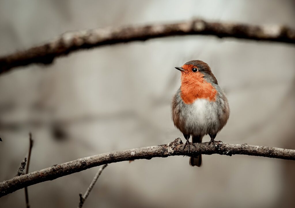 Robin redbreast also called the european robin