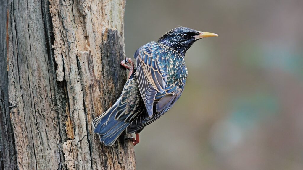 Starling is one of the most common birds in the UK