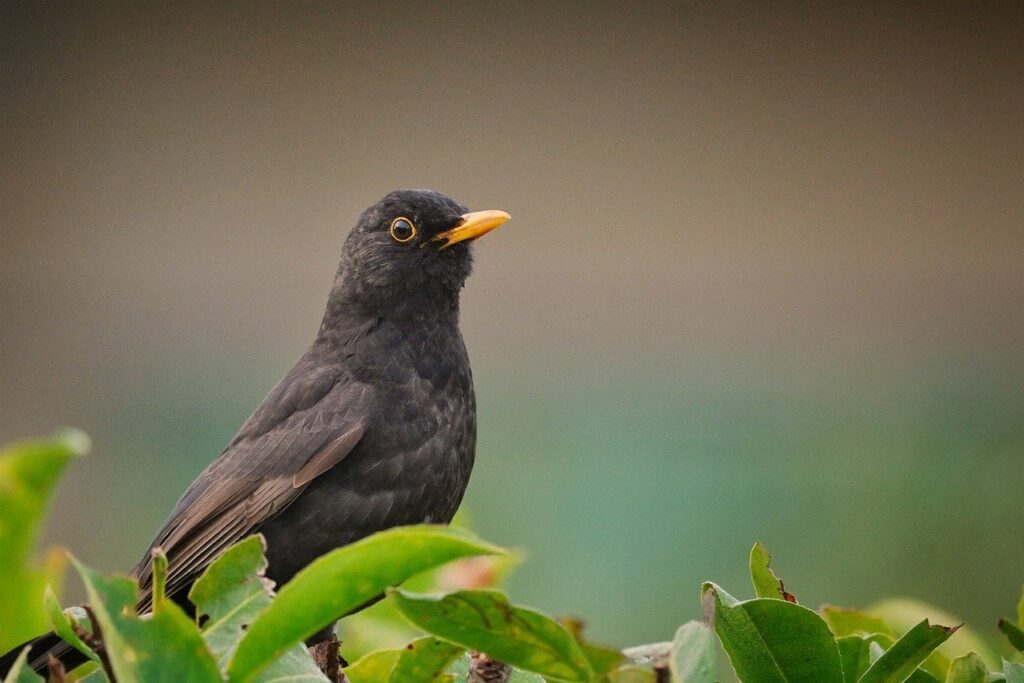 Common Blackbird