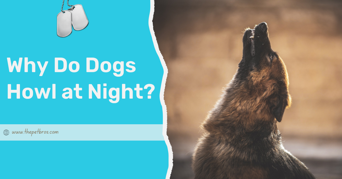 Why Do Dogs Howl at Night