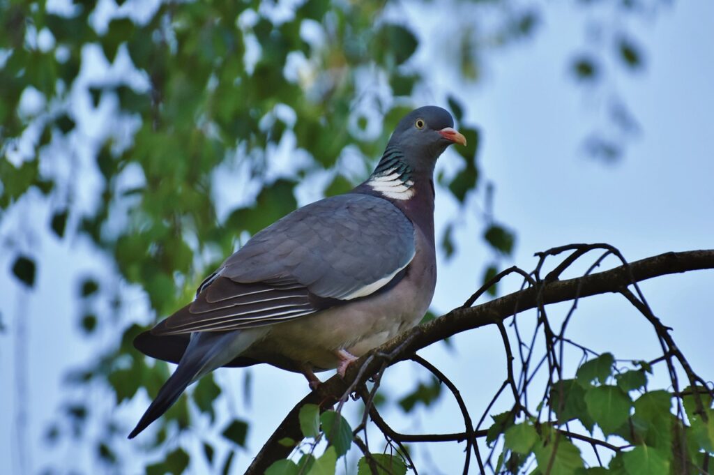 Wood Pigeon | most common British birds 