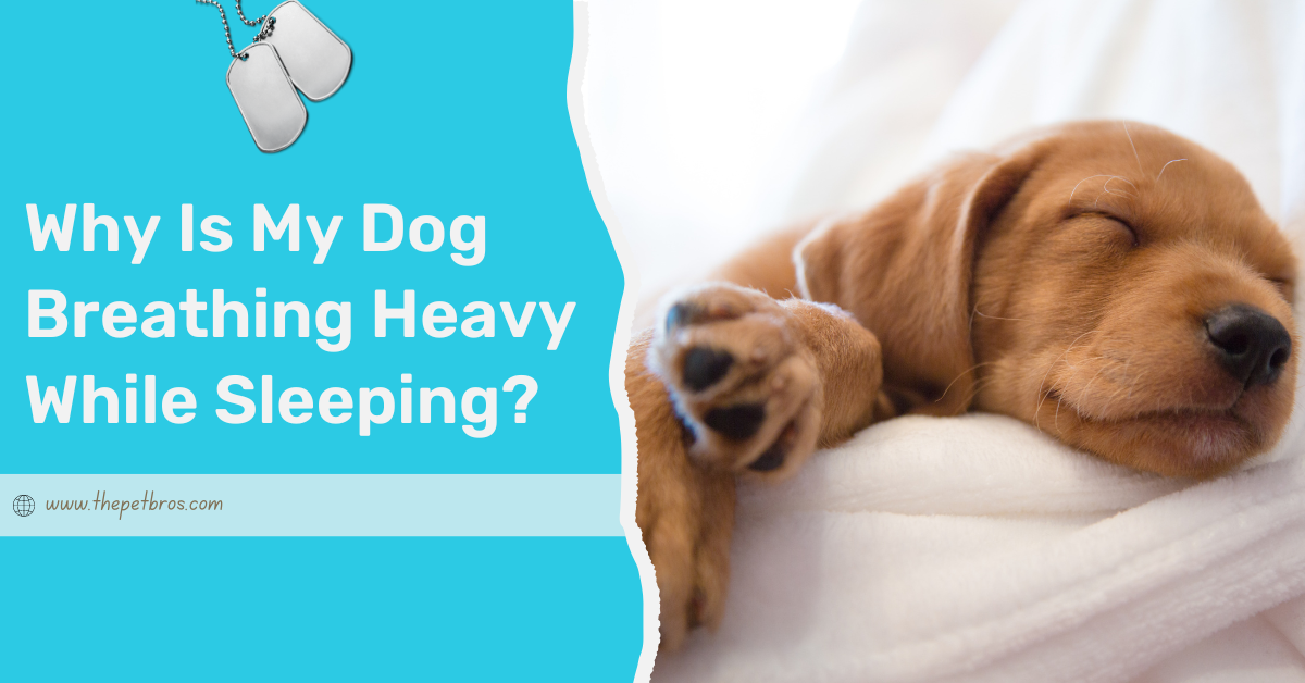 Why Is My Dog Breathing Heavy While Sleeping?