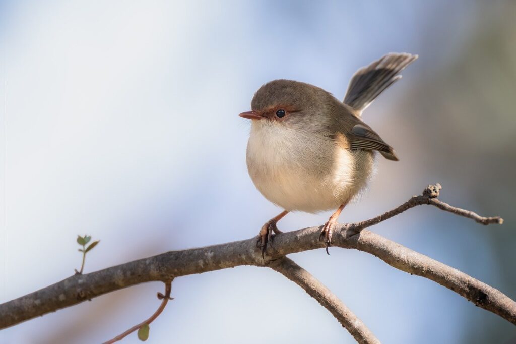 wren bird on a tree branch