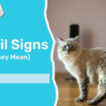 Common Cat Tail Signs