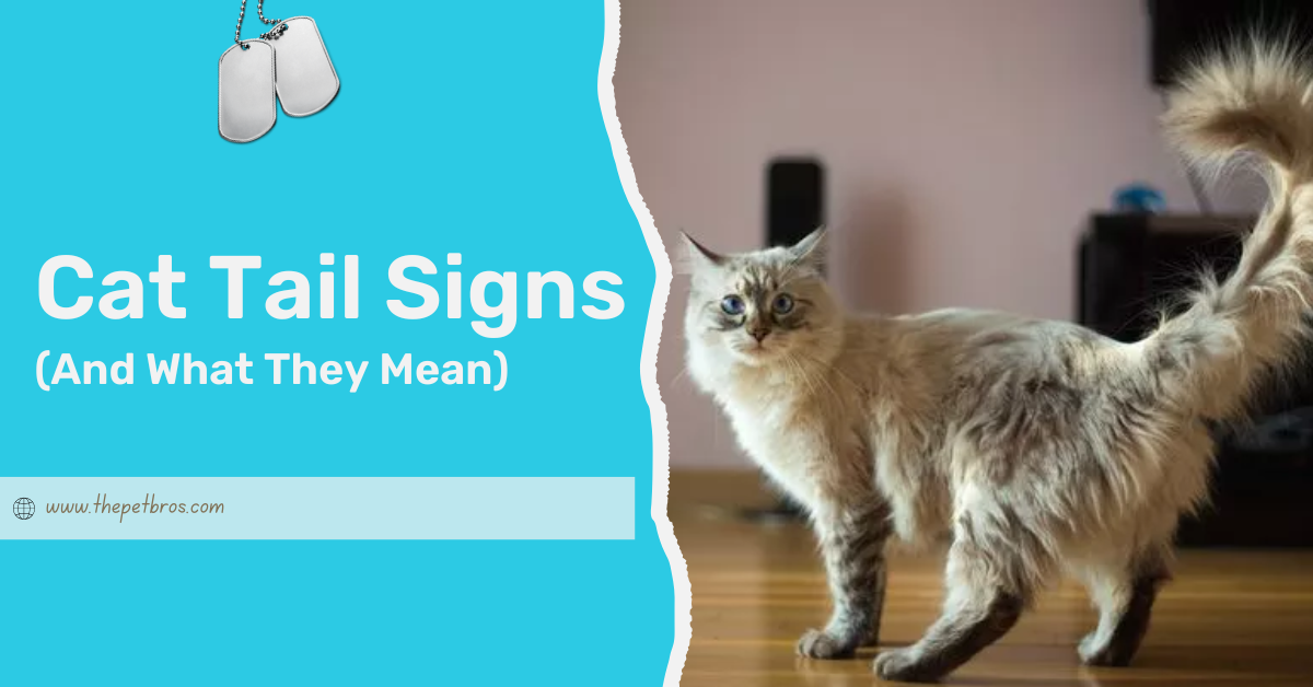 Cat Tail Signs (And What They Mean)