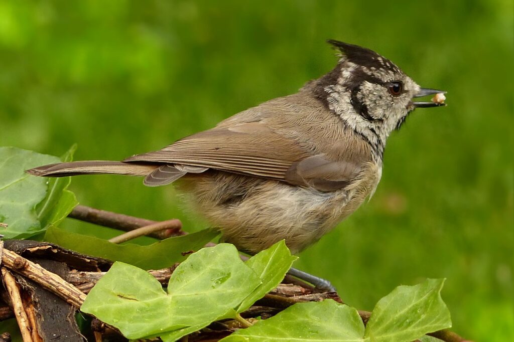 A Crested Tit feasting in the woods \ how to identify british tits