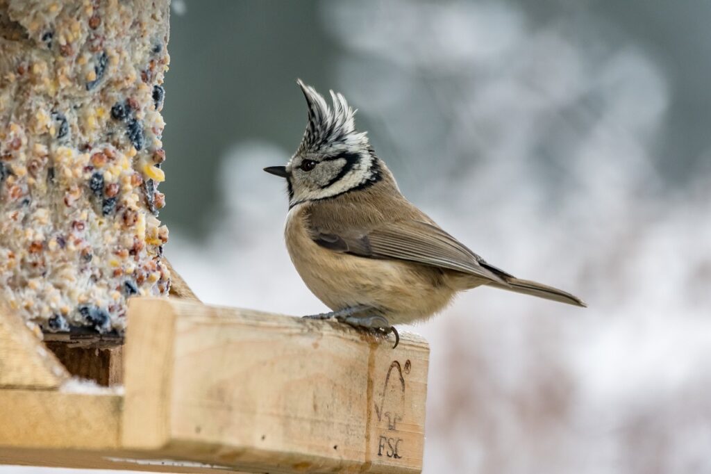 Crested Tit