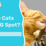 Do Male Cats Have A G Spot