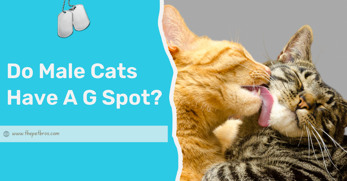 Do Male Cats Have A G Spot?