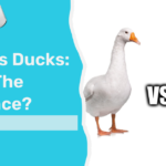 Geese Vs Ducks