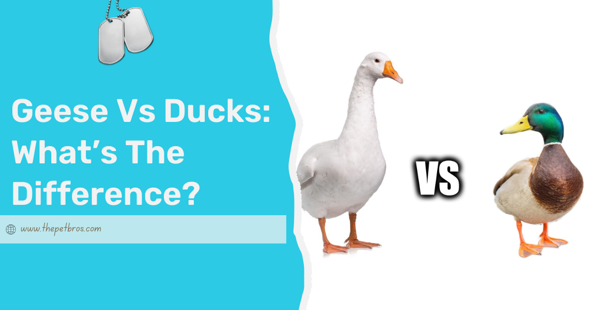 Geese Vs Ducks