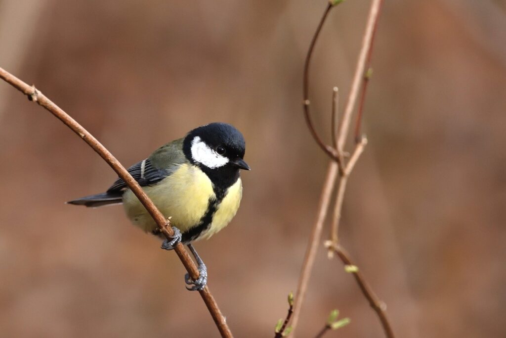 How to identify Great Tit | ThePetBros