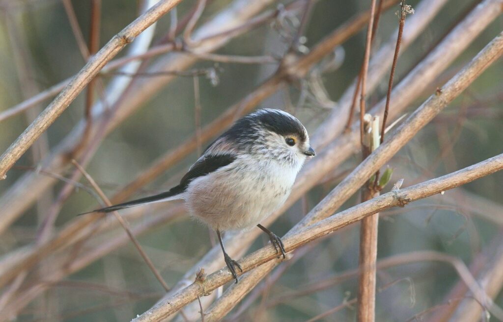 How to Identify the Long-Tailed Tit