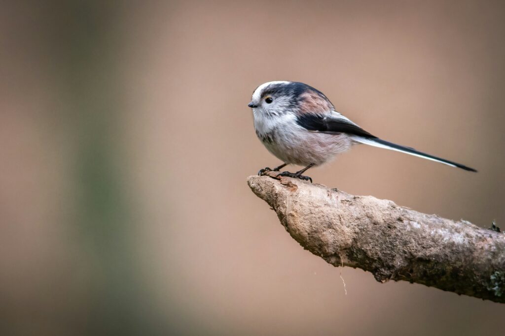 Long-Tailed Tits