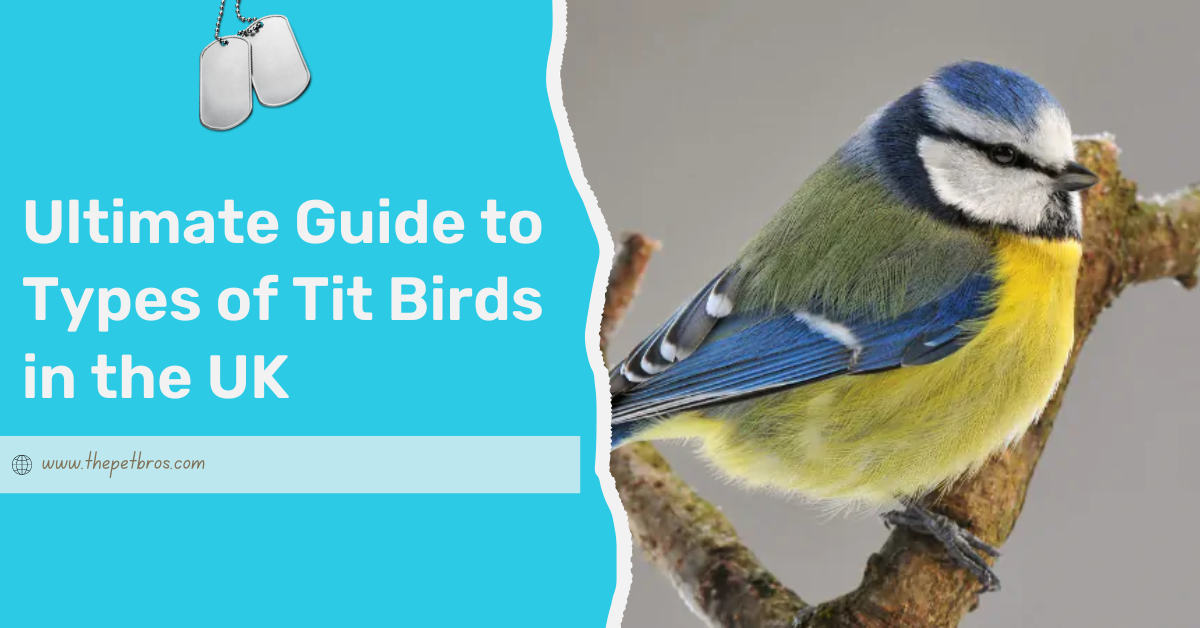 Types of Tit Birds in the UK