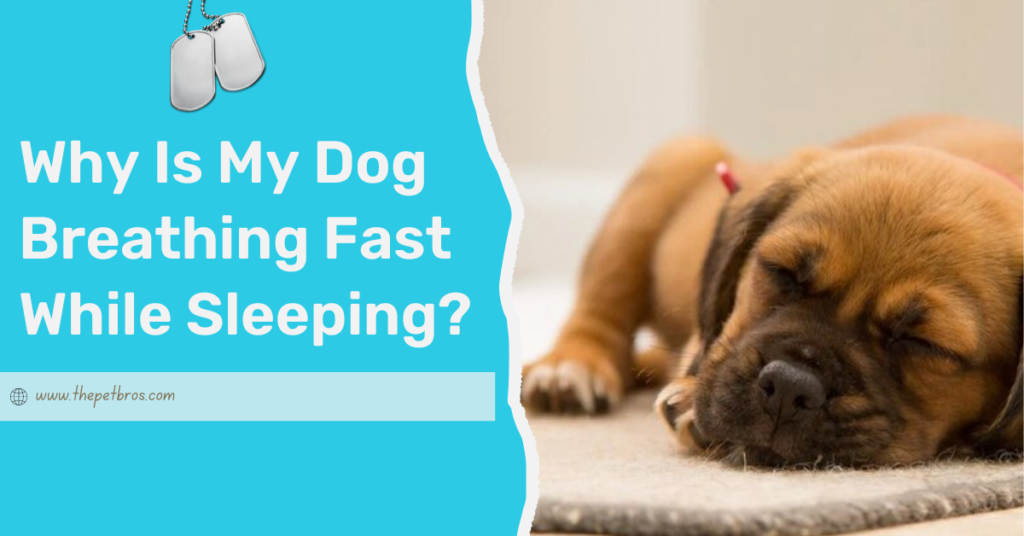 Why Is My Dog Whimpering? What It Means and How to Help - The PetBros