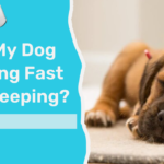 Why Is My Dog Breathing Fast While Sleeping?