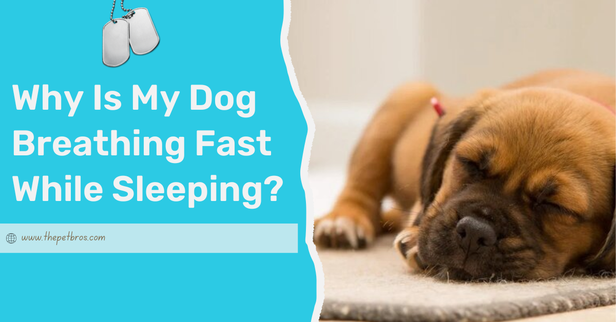 Why Is My Dog Breathing Fast While Sleeping?