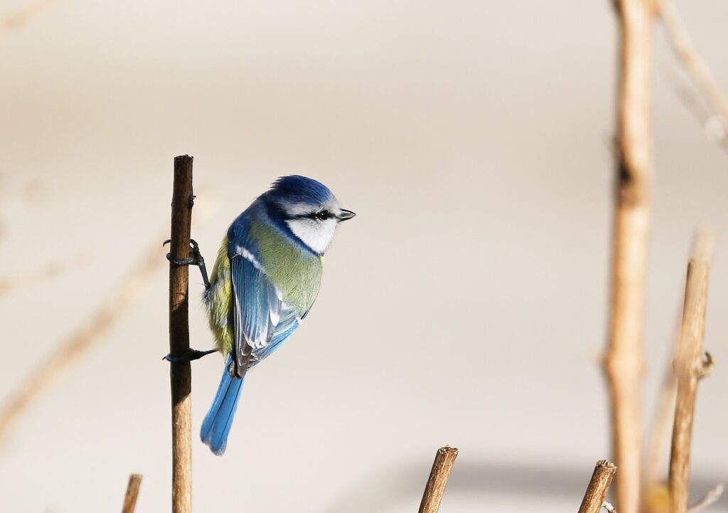 How to identify the blue tit