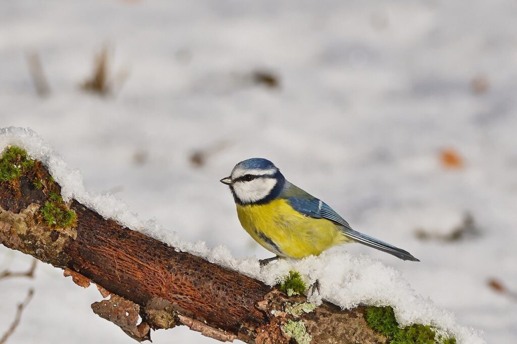 blue tit enjoying winter