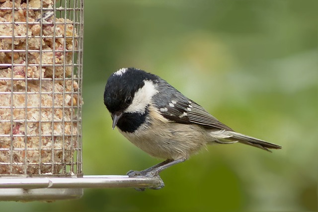 coal tits is one of the seven types of tit birds in the UK