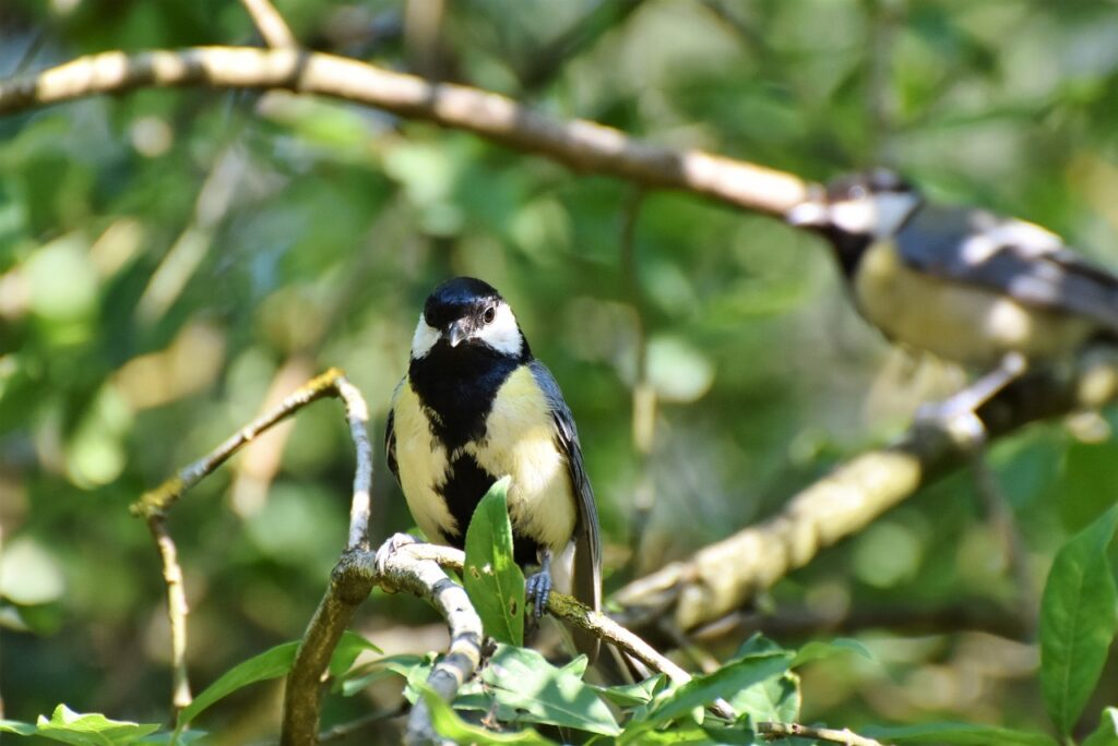 great tit displaying its bold black stripe