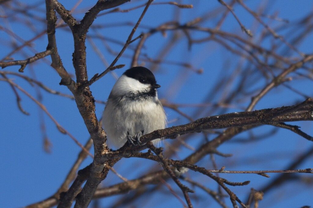 A Willow Tit on a tree branch