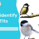 How to Identify British Tits