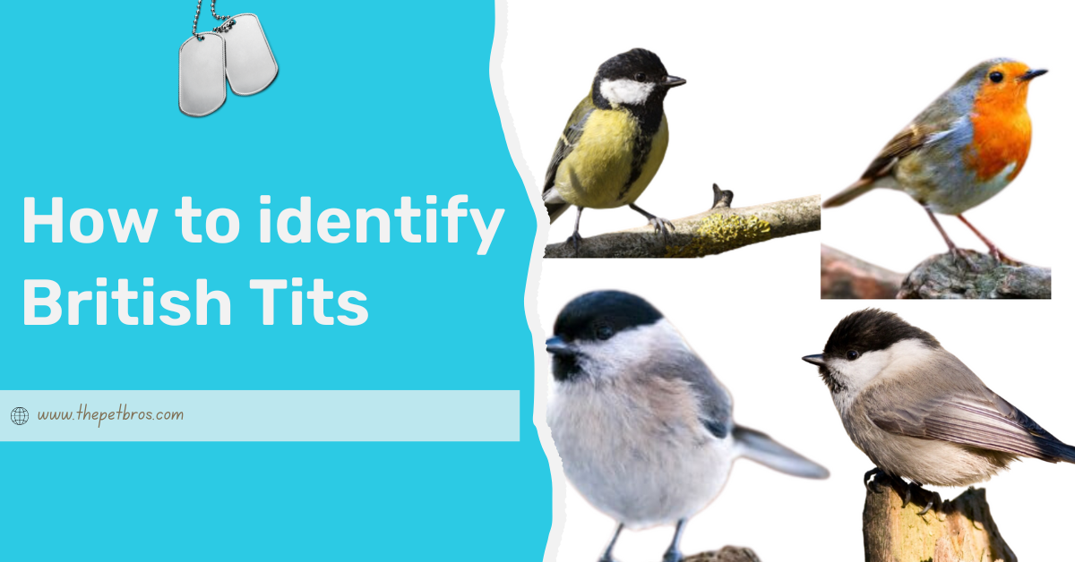 How to Identify British Tits