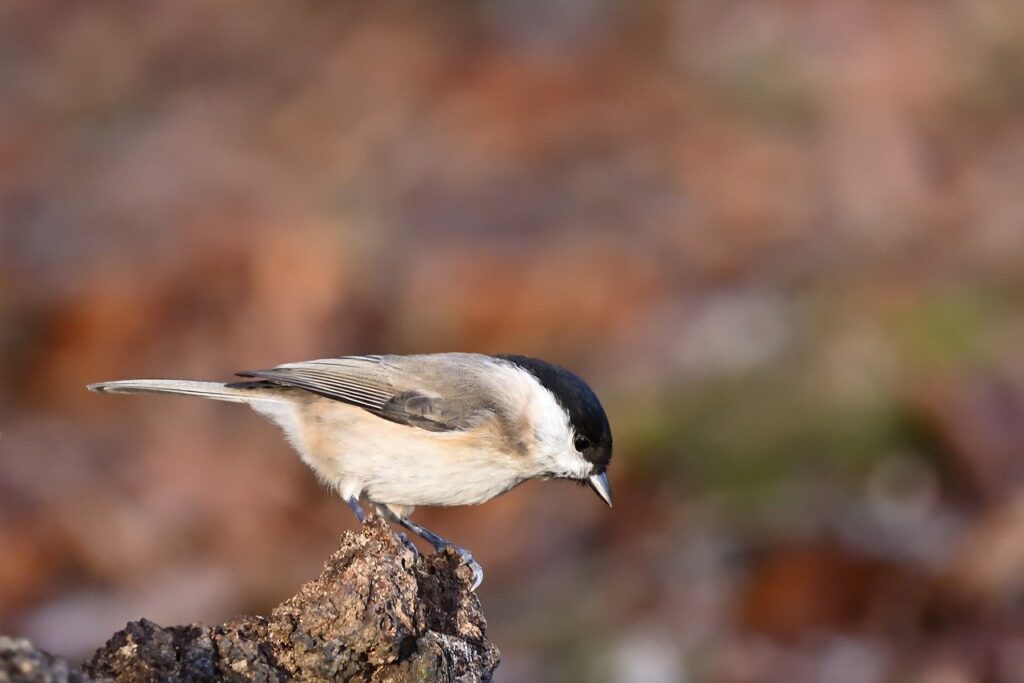 marsh tits are also types of tit birds in the UK