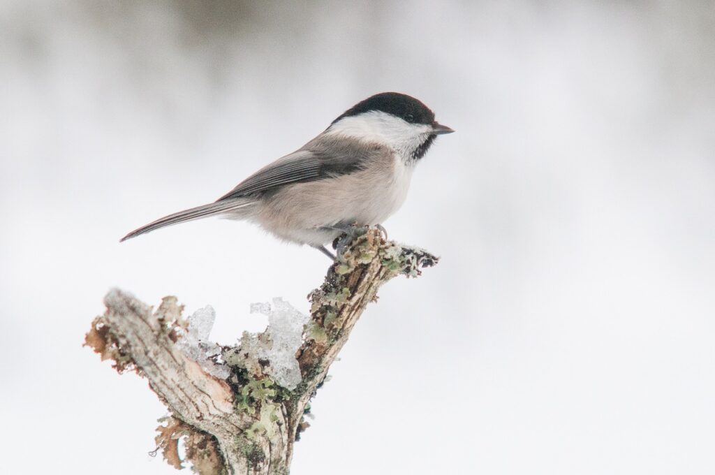 poecile montanus Willow Tit