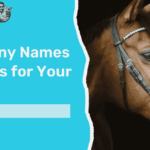 funny names of horses