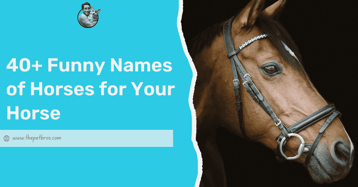 Funny Names of Horses for Your Horse