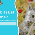 can rabbits eat dandelions