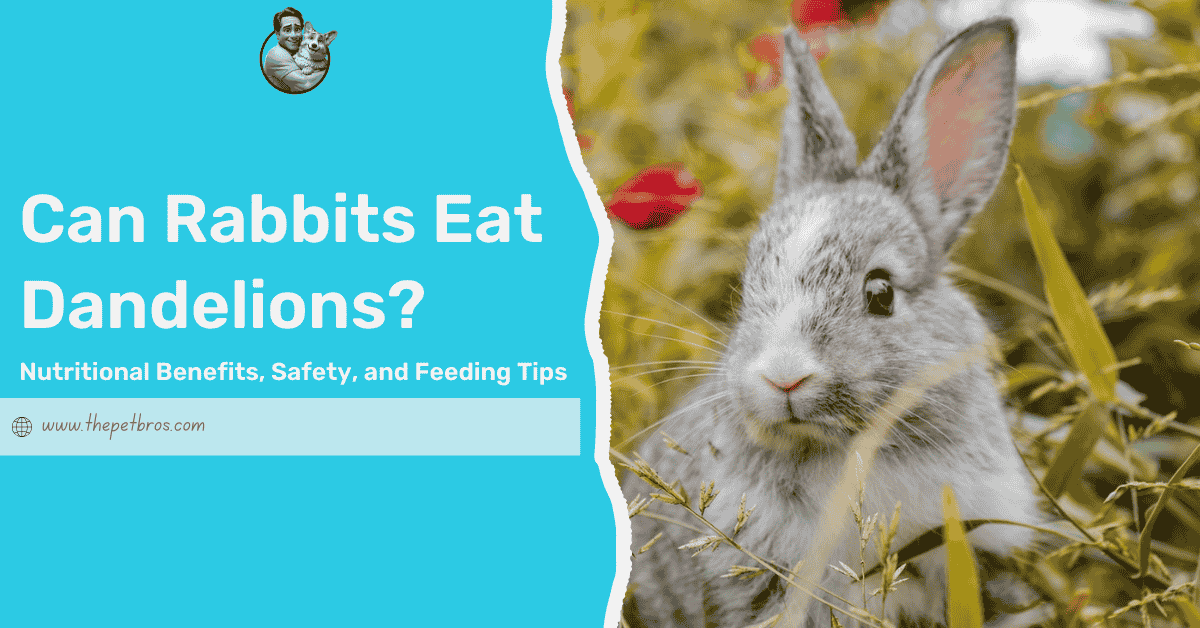 Can Rabbits Eat Dandelions