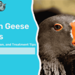 Common Geese Diseases