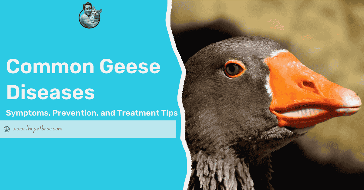 Common Geese Diseases