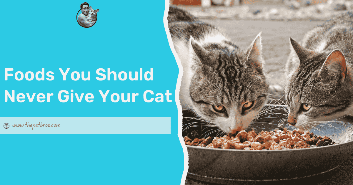 10 Foods You Should Never Give Your Cat