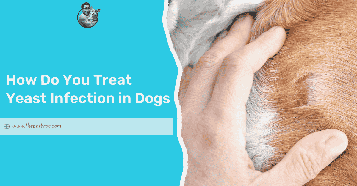 How Do You Treat Yeast Infection in Dogs