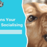 Top Reasons Your Dog Hates Socialising