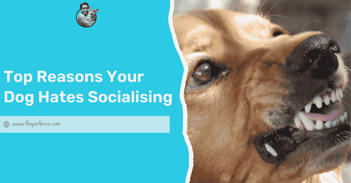 Top Reasons Your Dog Hates Socialising