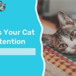 Top Signs Your Cat Wants Attention