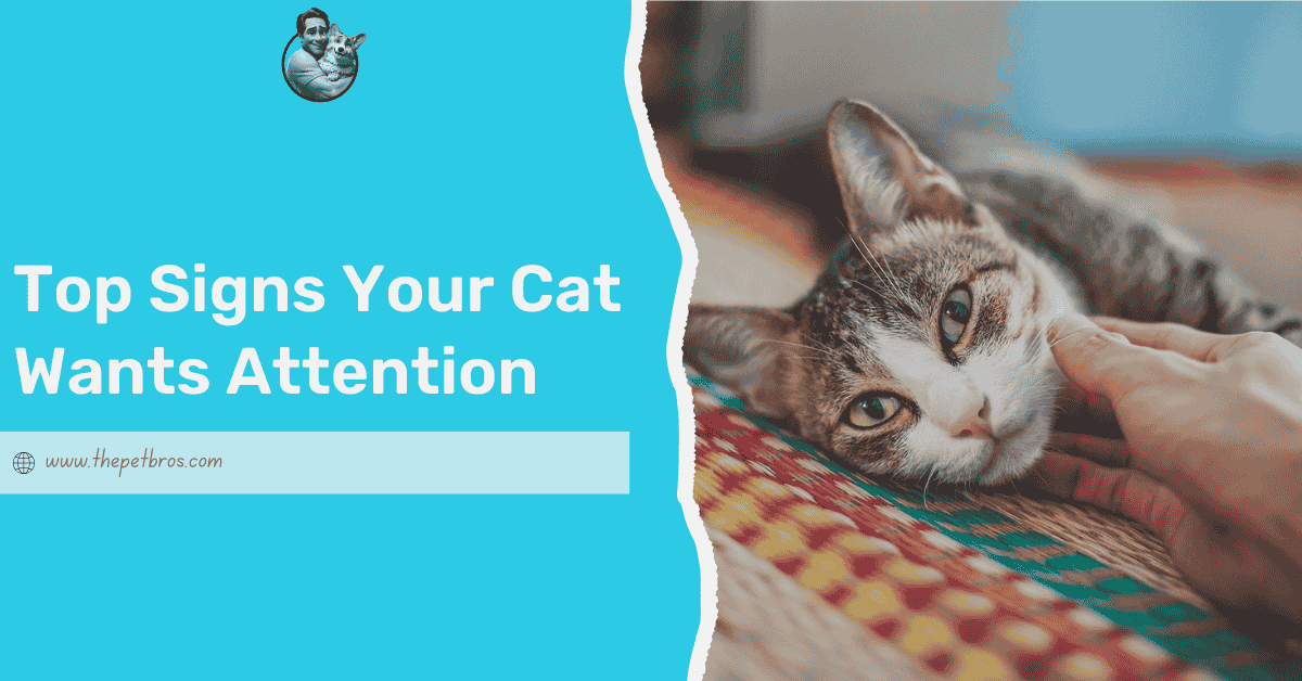 Top Signs Your Cat Wants Attention