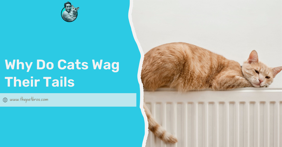 Why Do Cats Wag Their Tails