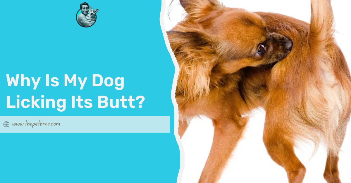 Why Is My Dog Licking Its Butt?